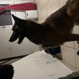 Foto de perro encontrado en Haulchin