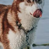 Foto de perro perdido en Brest