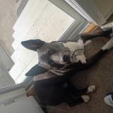 Foto de perro perdido en Gretna