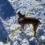 Foto de perro perdido en Firminy