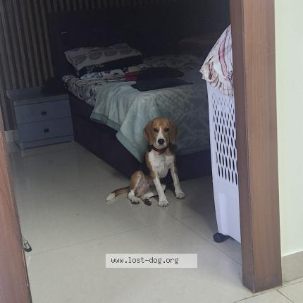 Foto 1/1 Tricky Chien perdido en Hassan