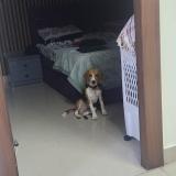 Foto de perro perdido en Hassan