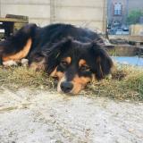 Foto de perro perdido en Trignac