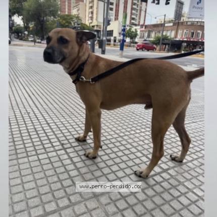Foto 1/1 Perro encontrado Encontrado en Buenos aires