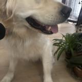 Foto de un perro reunido en Mississauga