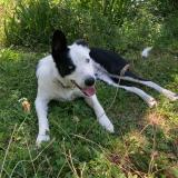 Foto de perro perdido en Renansart