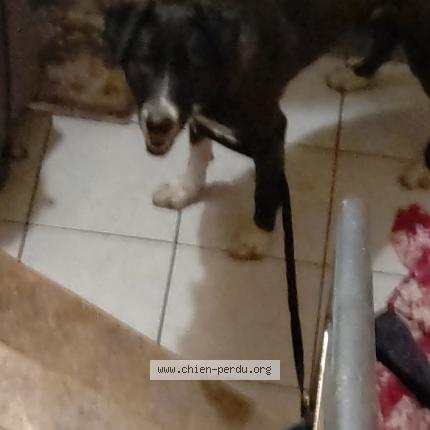 Foto de perro encontrado en Beziers