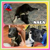 Foto de perro perdido en Sainte Suzanne