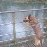 Foto de perro perdido en Arras