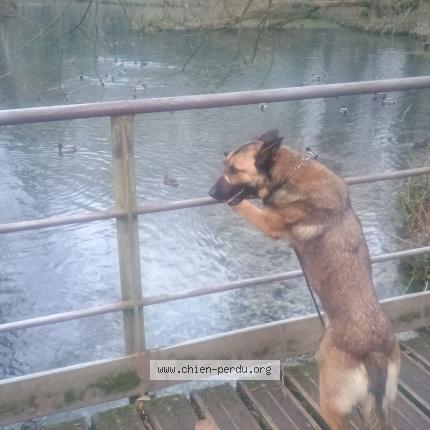 Foto 1/1 Taya Chien perdido en Arras