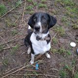 Foto de perro perdido en Gardanne