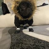 Foto de perro perdido en Chicago