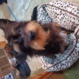 Foto de perro encontrado en Roseland