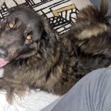 Foto de perro encontrado en Reze