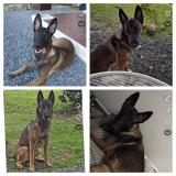 Foto de perro perdido en St Medard En Jalles