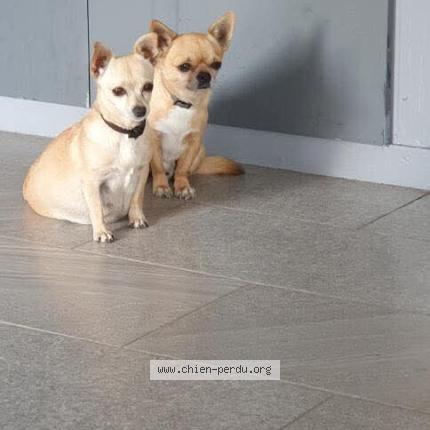 Foto 1/1 Ula Chien perdido en Mauguio