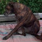 Foto de perro perdido en St Nicolas De La Grave