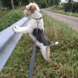 Foto de perro perdido en Moroges