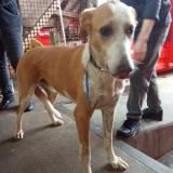 Foto de perro encontrado en Macon