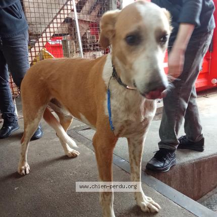 Foto de perro encontrado en Macon