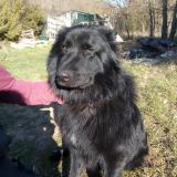 Foto de perro perdido en Saint Maximin La Sainte Baume