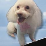 Foto de perro perdido en Houston