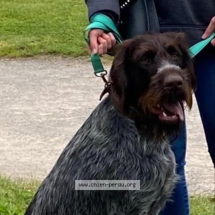 Foto de perro perdido en Bichancourt