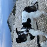 Foto de perro perdido en Carpentras