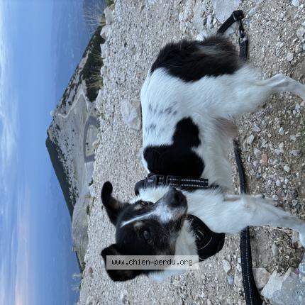 Foto de perro perdido en Carpentras