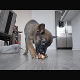 Foto de perro encontrado en Highland