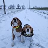 Foto de perro perdido en Vald Yerre
