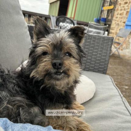 Foto 1/1 Leo Chien perdido en Maillet