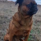 Foto de perro perdido en Valras Plage