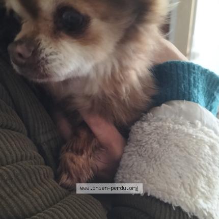 Foto 1/1 Perro encontrado Encontrado en St mathieu