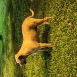 Foto de perro encontrado en Santiago De Surco