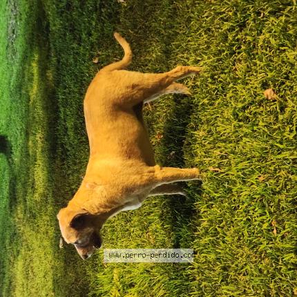 Foto 1/1 Perro encontrado Encontrado en Santiago de surco