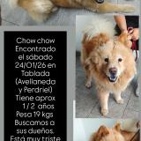 Foto de perro encontrado en Tablada