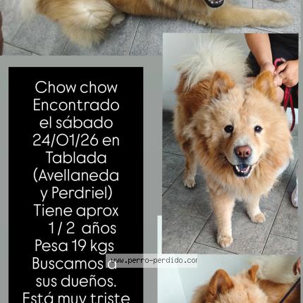 Foto 1/1 Perro encontrado Encontrado en Tablada