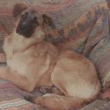 Foto de perro perdido en Figueres