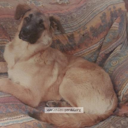 Foto 1/1 Chipie Chien perdido en Figueres