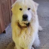 Foto de perro perdido en Rouille