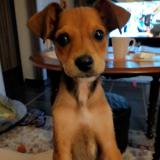 Foto de perro perdido en Courcelles