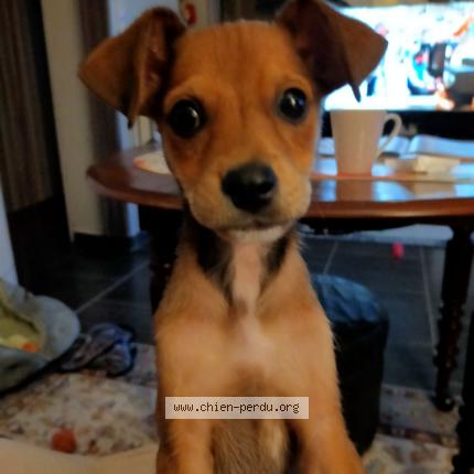 Foto 1/1 HOLLY Chien perdido en Courcelles