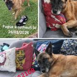 Foto de perro perdido en Retheuil