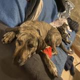 Foto de perro perdido en Les Salles Du Gardon