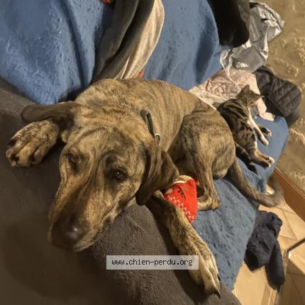 Foto 1/1 Perro encontrado Perdido en Les salles du gardon