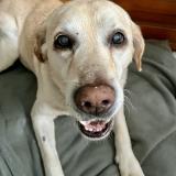 Foto de perro perdido en Saint Genis D Hiersac