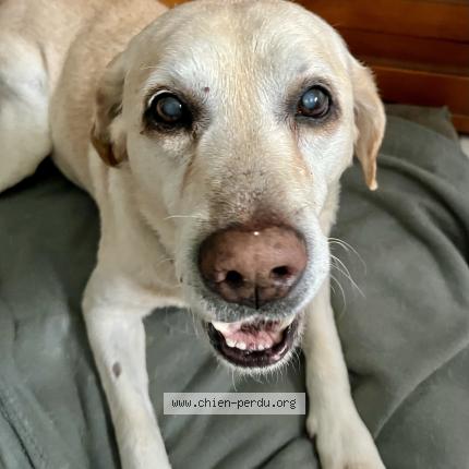 Foto de perro perdido en Saint Genis D Hiersac
