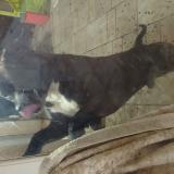 Foto de perro encontrado en Ige