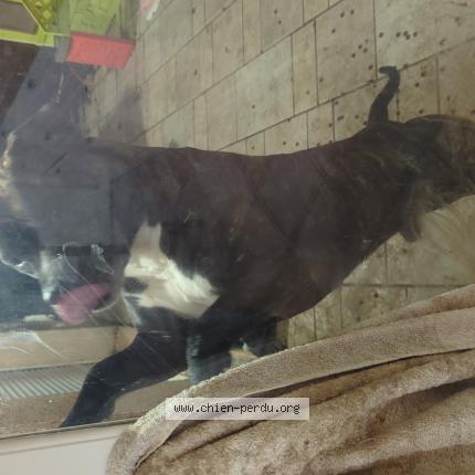 Foto 1/1 Perro encontrado Encontrado en Ige